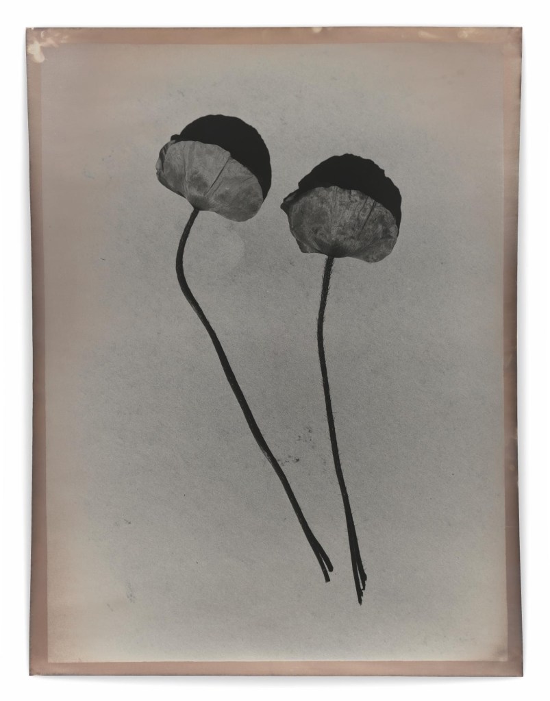 Jeff Cowen, P44, 107 x 82cm, Silver Gelatin Print, 2020-2023, Edition of 1